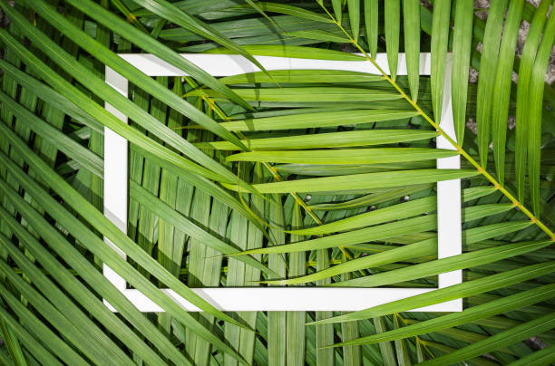 istock Fresh green palm leaves with white frame 1474453030