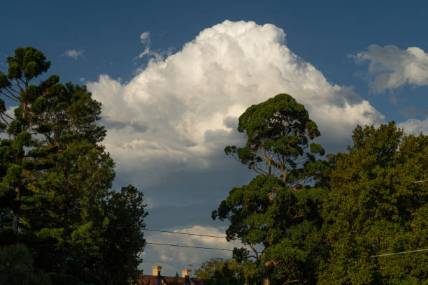 Cumulous clouds against a deep, blue evening sky with treetops and rooftops