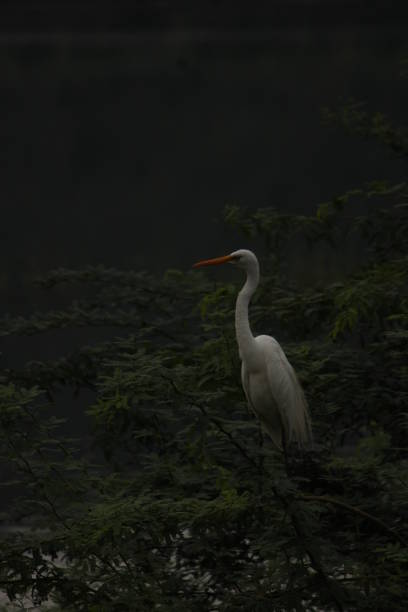 istock Photo a great egret birds on river evening picture 1474455604