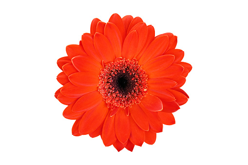 Gerbera daisy isolated on white background.With Clipping path.