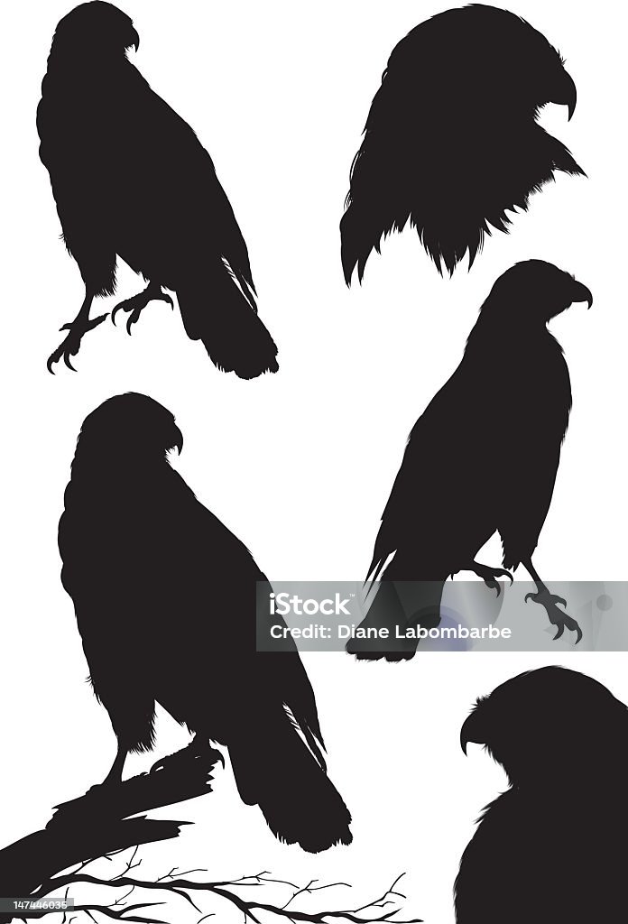 Red-Tailed Hawk Silhouettes Red-tailed Hawk stock vector