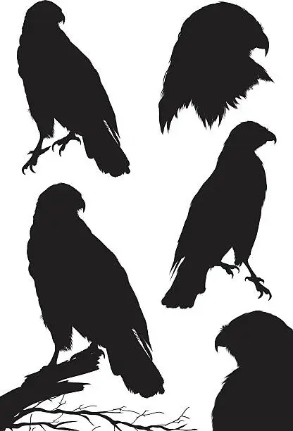 Vector illustration of Red-Tailed Hawk Silhouettes