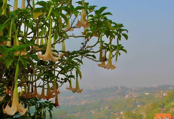 Angel’s trumpets in a hill
