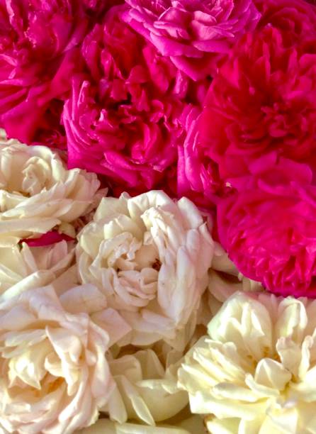 istock Pink and white roses for decorations 1474460732