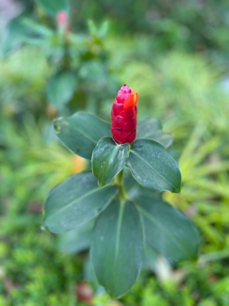 istock A single red ginger in a public garden 1474460810