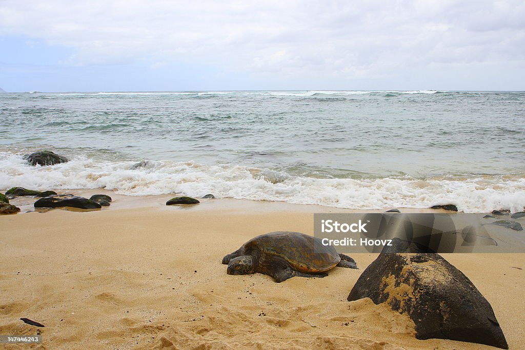 Hawaiin Green Sea Turtle - Foto de stock de Dermoquélidos libre de derechos
