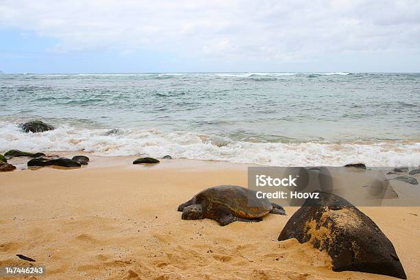 Hawaiin Green Sea Turtle Foto de stock y más banco de imágenes de Dermoquélidos - Dermoquélidos, Arena, Costa Norte - Oahu