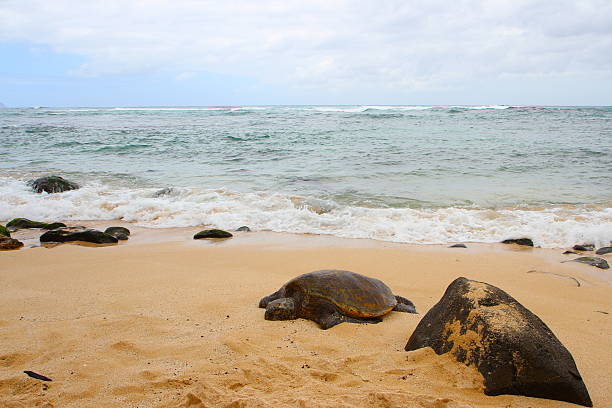 istock Hawaiin Green Sea Turtle 147446243