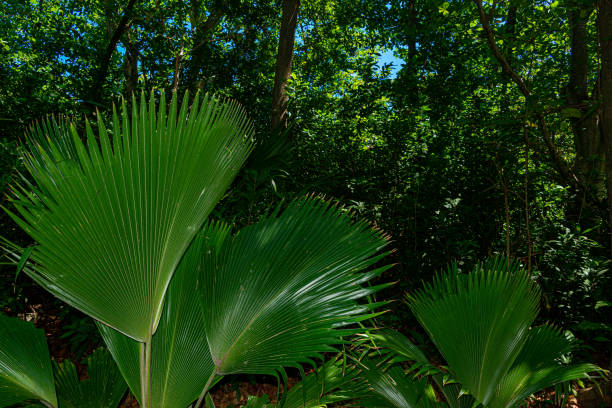 istock ancient mayan jungle in Cancun Mexico 1474463839