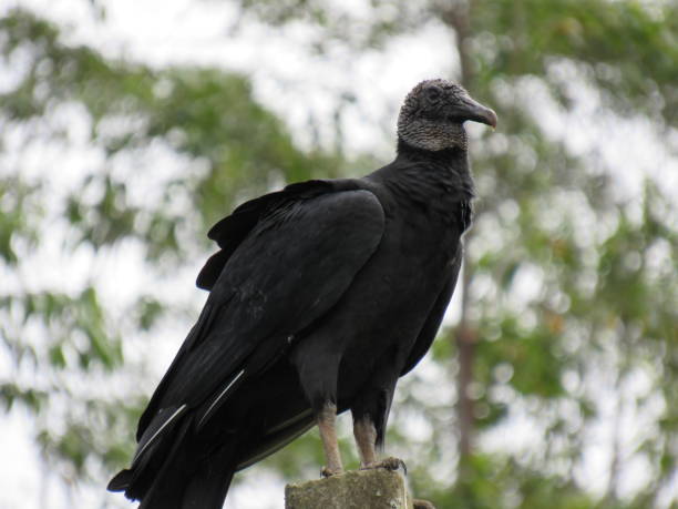 istock Coragyps atratus
(Bechstein, 1793/Black Vulture 1474464775