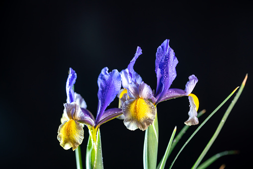 blue and yellow Iris flower with water dew studio shot