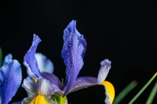 blue and yellow Iris flower with water dew studio shot