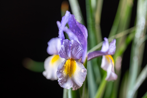 blue and yellow Iris flower with water dew studio shot