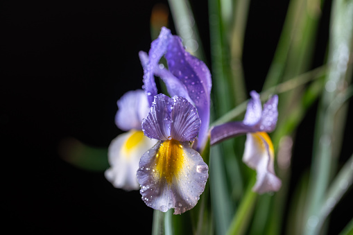 blue and yellow Iris flower with water dew studio shot