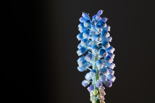 blue common grape hyacinth flower with water dew studio shot