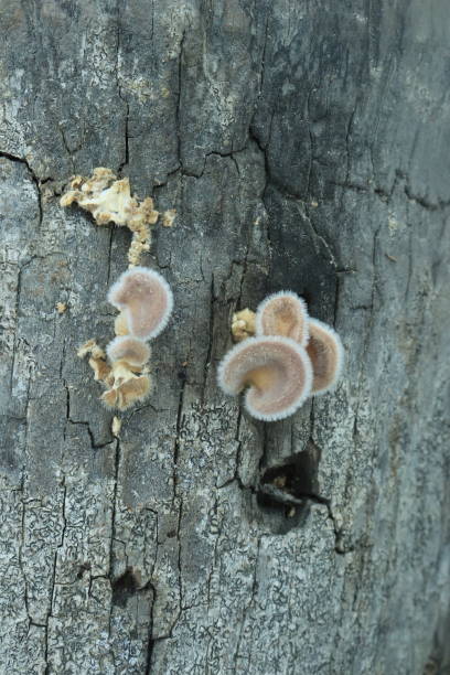 istock Mushrooms on a wood in the forest 1474467837