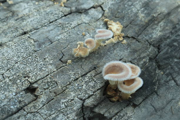 istock Mushrooms on a wood in the forest 1474467962