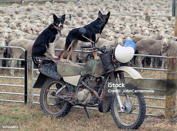시프 멍멍이 호주에 대한 스톡 사진 및 기타 이미지 - 호주, 오토바이, 훈련된 개