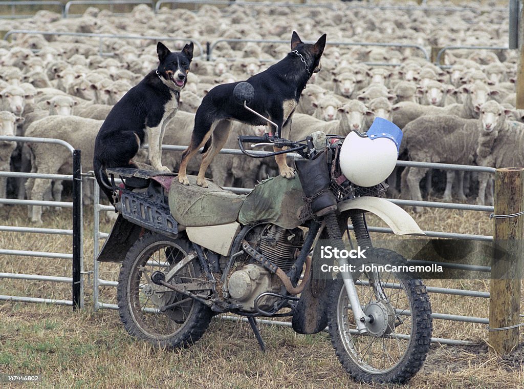 sheep dogs sheep dogs guard sheep on a farm in NSW, Australia Australia Stock Photo