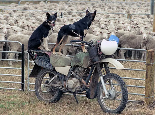 sheep dogs guard sheep on a farm in NSW, Australia