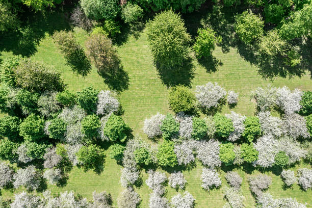 istock fruit garden scenery. apple orchard at springtime. aerial top view from flying drone. 1474471066