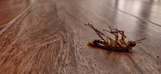 istock Dead cockroach then covered by small ants 1474471162