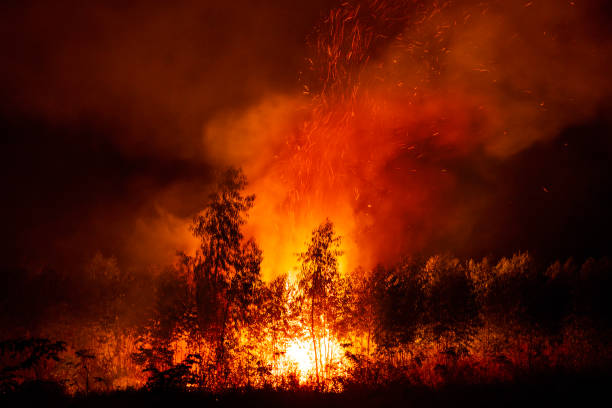 o fogo devastou florestas e árvores violentamente, vendo chamas e fumaça ondulando para o céu. - global warming flash - fotografias e filmes do acervo