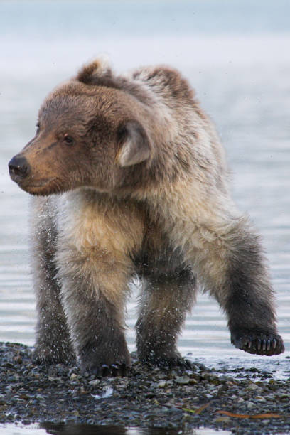 istock Brown bears in Katmai National Park, Alaska 1474473556