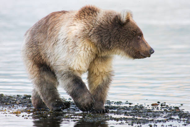 istock Brown bears in Katmai National Park, Alaska 1474473569