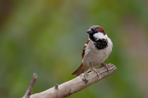 House Sparrow sits on branch.