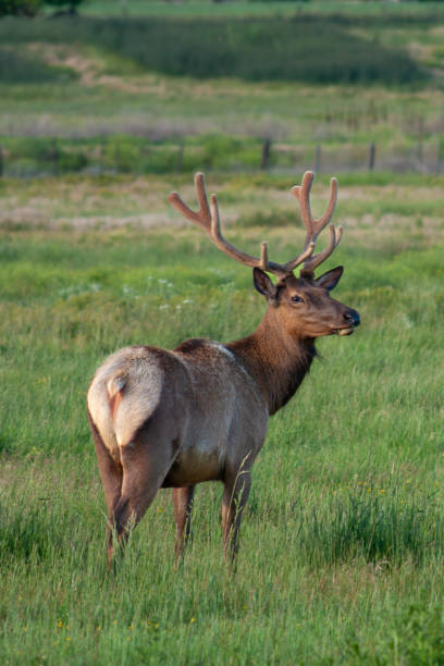 istock Wild Rocky Mountain Elk in Boise, Idaho 1474473734