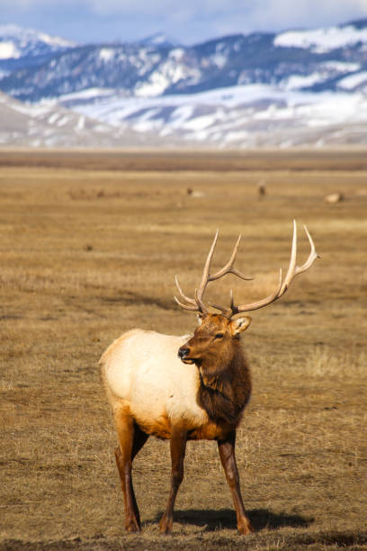 istock Wild bull elk in Jackson, Wyoming 1474473784