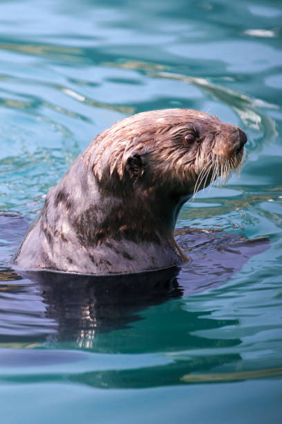 istock Sea otter in Seward, Alaska 1474473825