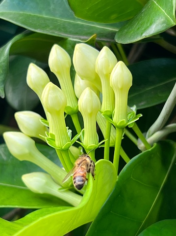 Bee in front of Jasmine bloom