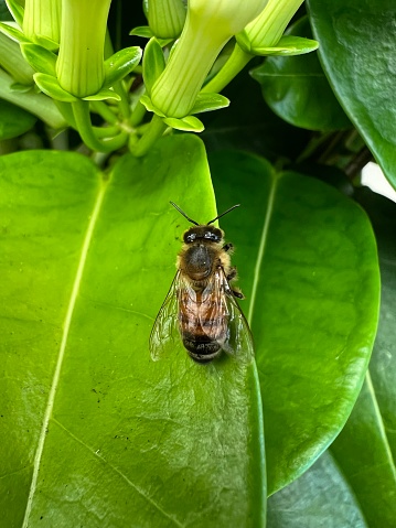 Bee chilling on a leaf