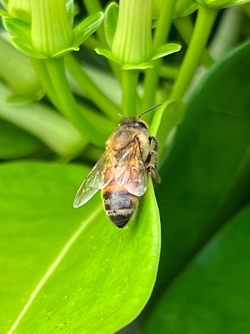 Bee chilling on a leaf