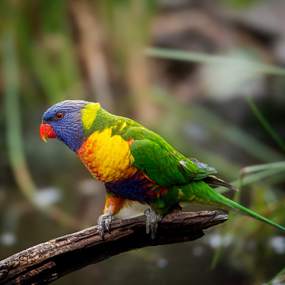 A pair of colorful rainbow lorikeets on a tree branch, one grooming another. This is a species of birds that is native to Australia. Seen mainly in rainforest, coastal bushland and woodland habitats.