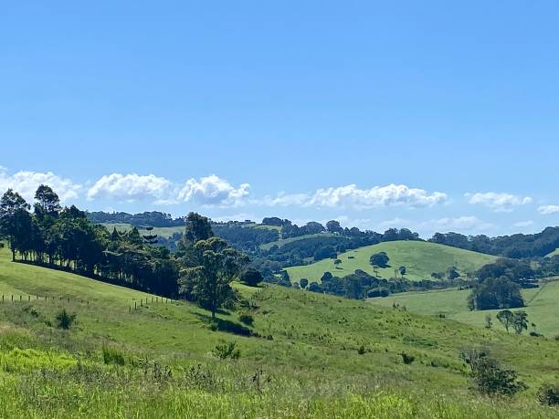 istock Cattle Country Hill Pastures 1474478162