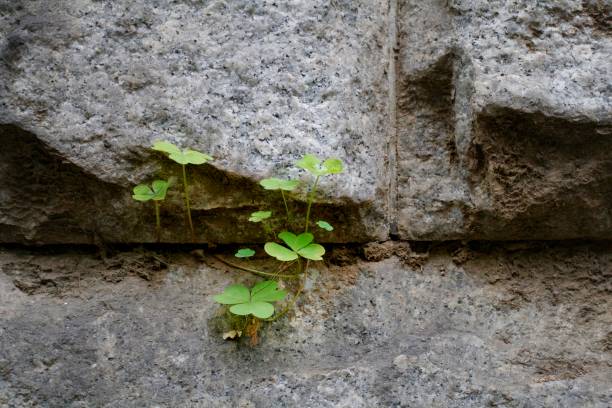 istock A bunch of tender green clovers growing out from a stone wall captured from a parallel angle 1474480671