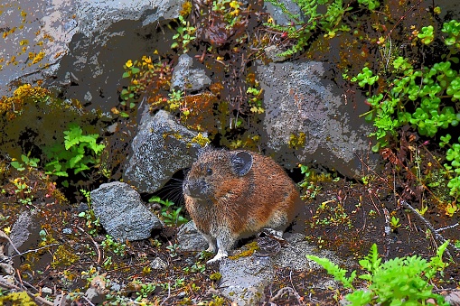 This is a photo sketch of a Pika.  The Pika vocalizes sharp eek sounds when danger approaches.