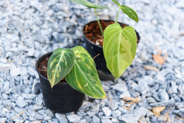 istock Philodendron Melanochrysum variegated in the pot 1474481750