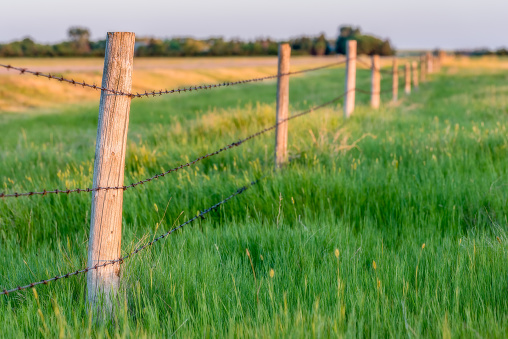 Sunset light on fence posts with tall green grass and a field in the background