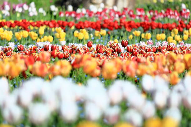 Tulips in full bloom in spring in Japan