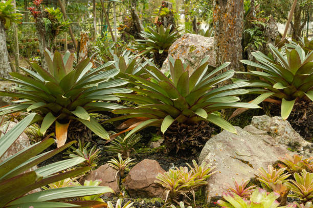 orchid and bromeliad flower beds in botanical garden, selective focus, copy space, malaysia, Kuching orchid park
