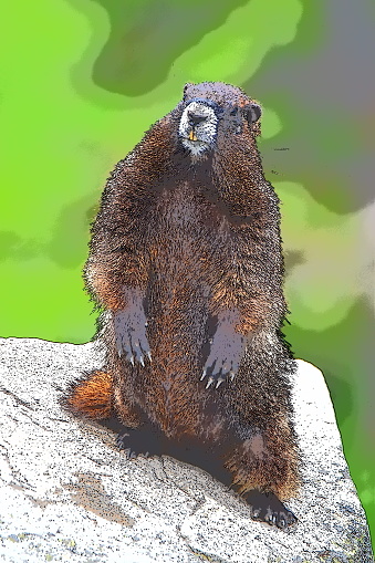 This is a photo sketch of a Hoary Marmot.  Like most rodents their teeth are always growing.