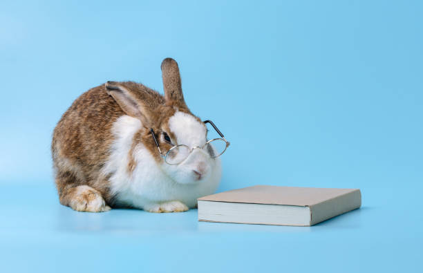 istock Bunny with glasses and book on blue background. Education concept. 1474483403