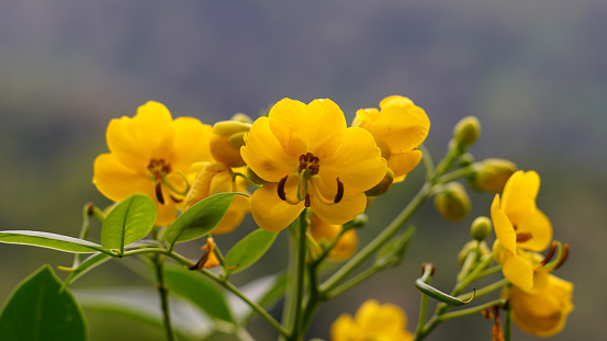 Senna septemtrionalis flowers are in bloom, the color is yellow with long curved pistils and the leaves are green in the shape of a sharp oval. This species is also known as Smooth senna, Arsenic bush, dooleyweed or laburnum.