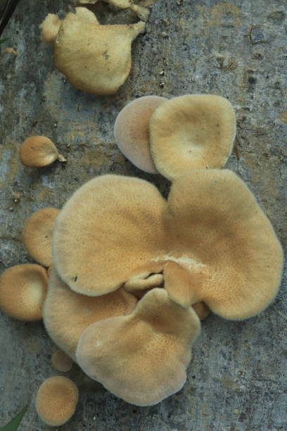 istock Mushrooms on a wood in the forest 1474486670