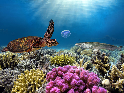 Green sea turtle swimming among colorful coral reef. Red Sea