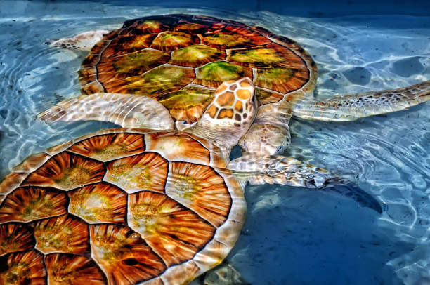 istock Two Green Sea Turtles 1474486901